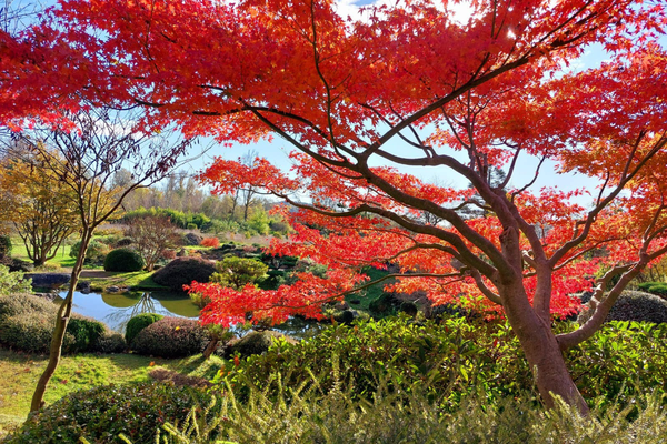 Le Jardin Zen d'Erik Borja