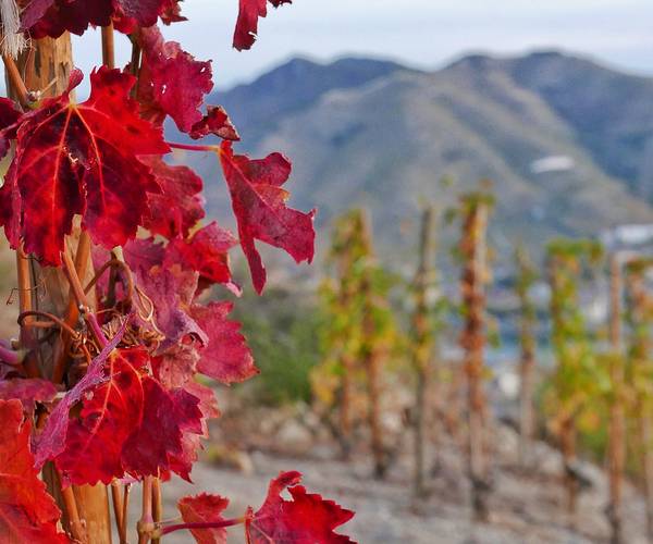 vigne à l'automne à 1h au Sud de Lyon