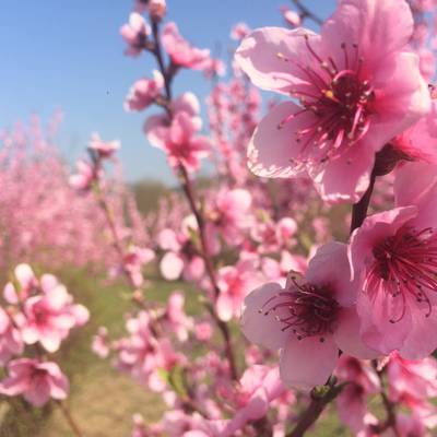 Vergers de la Vallée du Rhône en fleurs